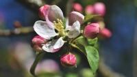 jabloň květ apple-blossoms-4159454 1280